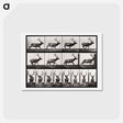 アートポストカード-Animal Locomotion
 - エドワード マイブリッジ Postcard.