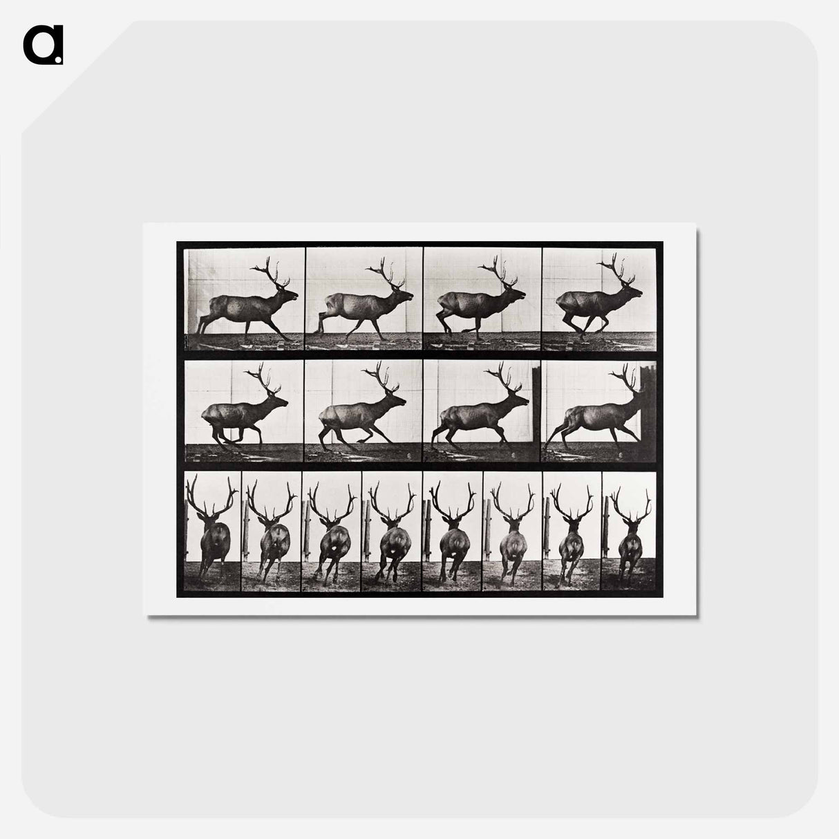 アートポストカード-Animal Locomotion
 - エドワード マイブリッジ Postcard.