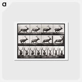 アートポストカード-Animal Locomotion
 - エドワード マイブリッジ Postcard.