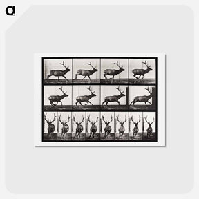アートポストカード-Animal Locomotion
 - エドワード マイブリッジ Postcard.