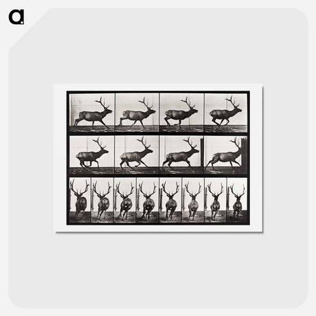 アートポストカード-Animal Locomotion
 - エドワード マイブリッジ Postcard.