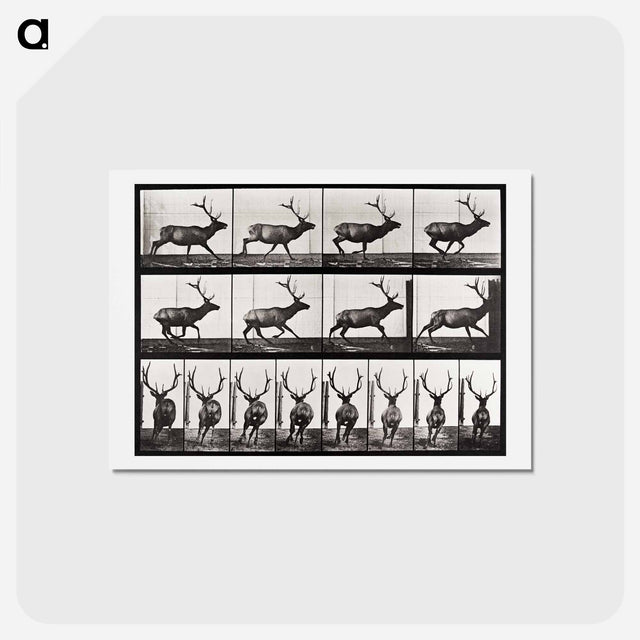 アートポストカード-Animal Locomotion
 - エドワード マイブリッジ Postcard.