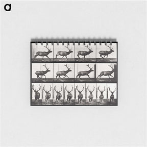 2-14_Eadweard-Muybridge_memo