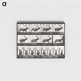 アートメモ帳-Animal Locomotion
 - エドワード マイブリッジ Memo.