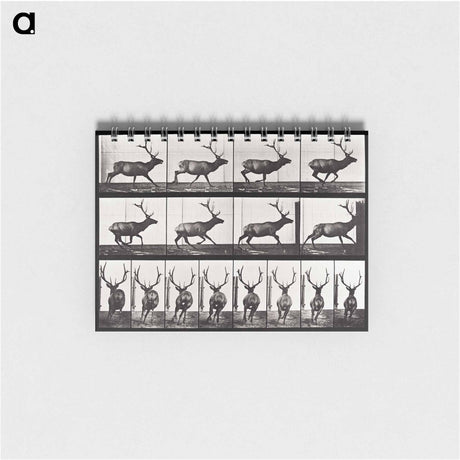 アートメモ帳-Animal Locomotion
 - エドワード マイブリッジ Memo.