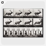 2-14_Eadweard-Muybridge_picture-crop