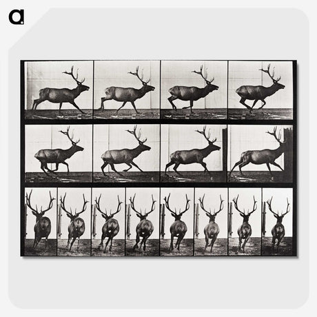 2-14_Eadweard-Muybridge_picture-crop