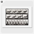 2-14_Eadweard-Muybridge_picture