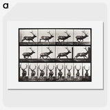 2-14_Eadweard-Muybridge_picture