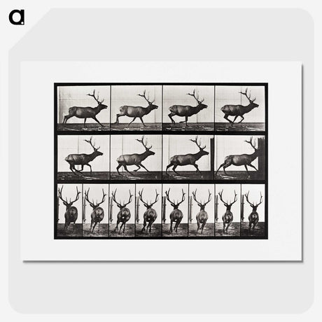 2-14_Eadweard-Muybridge_picture