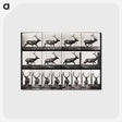 2-14_Eadweard-Muybridge_postcard
