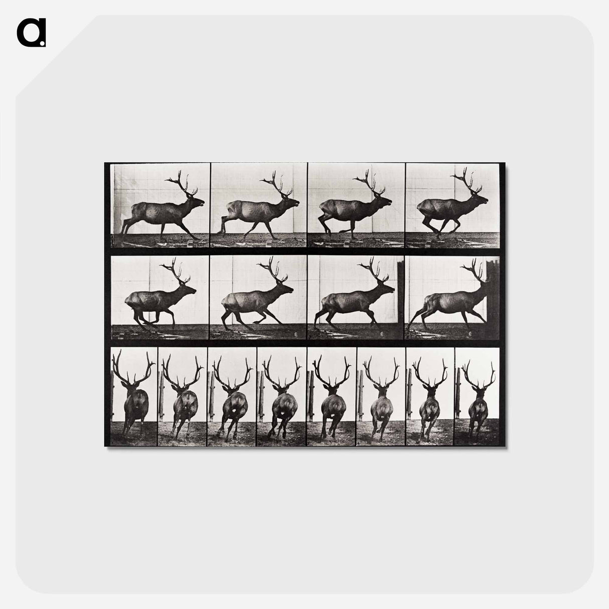 アートポストカード-Animal Locomotion
 - エドワード マイブリッジ Postcard.