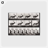 アートポストカード-Animal Locomotion
 - エドワード マイブリッジ Postcard.