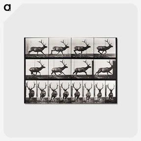 2-14_Eadweard-Muybridge_postcard