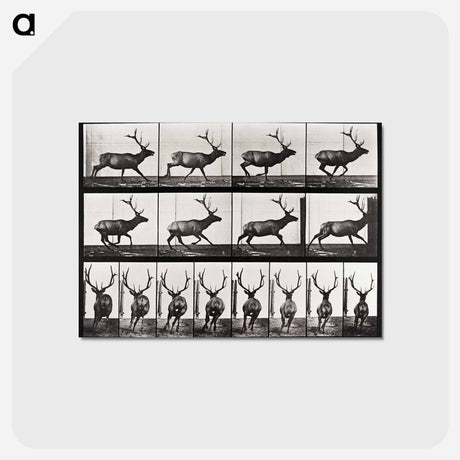 アートポストカード-Animal Locomotion
 - エドワード マイブリッジ Postcard.