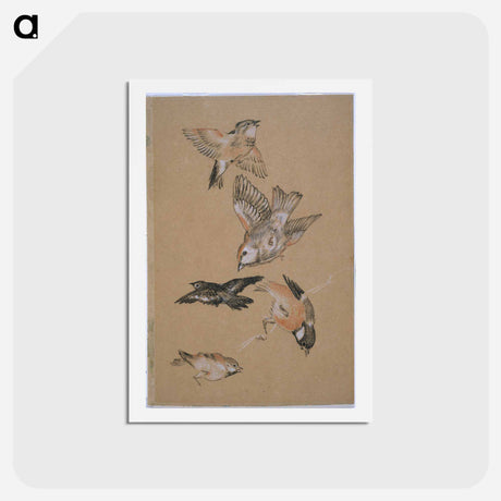 アートポストカード-Love leading the Pilgrim - Study of Birds: Finches - エドワード バーン ジョーンズ Postcard.