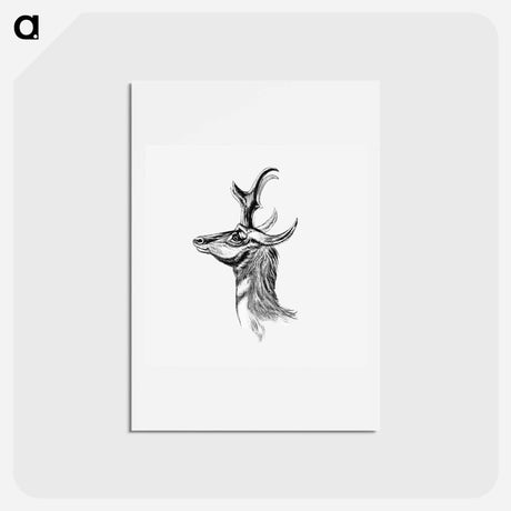 アートポストカード-Vintage antelope wildlife illustration - エルンスト ヘッケル Postcard.