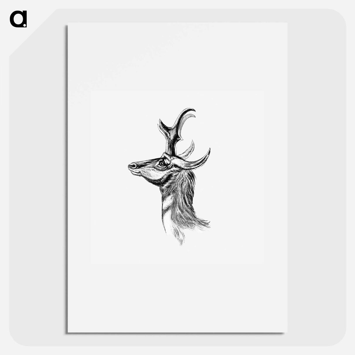 Vintage antelope wildlife illustration - エルンスト ヘッケル Poster.