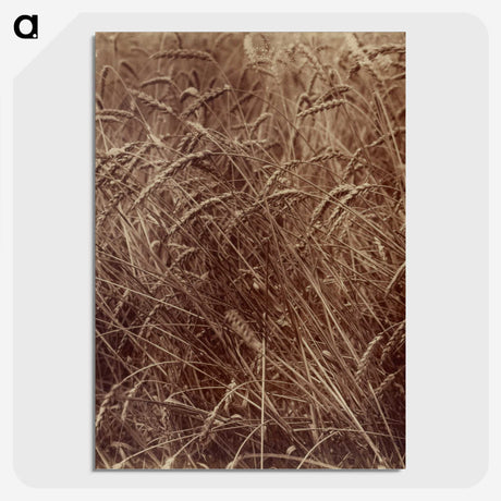2-14_Eugene-Atget_picture-crop