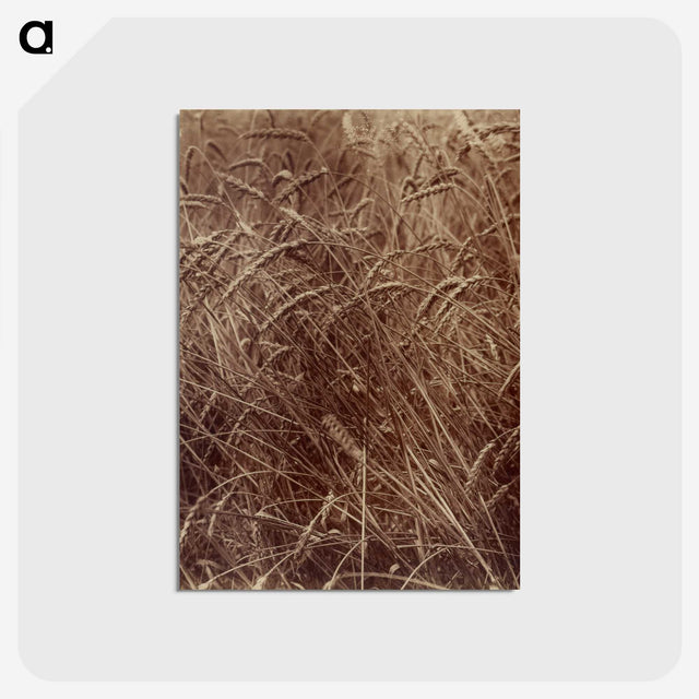 2-14_Eugene-Atget_postcard
