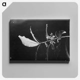2-14_Frederick-Charles-Brockett_canvas