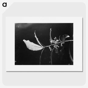 2-14_Frederick-Charles-Brockett_picture