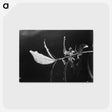 2-14_Frederick-Charles-Brockett_postcard