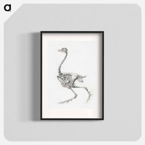 アートポスター-Fowl Skeleton, Lateral View
 - ジョージ スタッブス Poster.