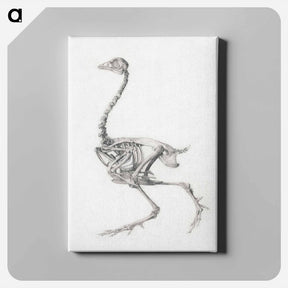 アートパネル-Fowl Skeleton, Lateral View
 - ジョージ スタッブス Canvas.