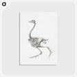アートポストカード-Fowl Skeleton, Lateral View
 - ジョージ スタッブス Postcard.