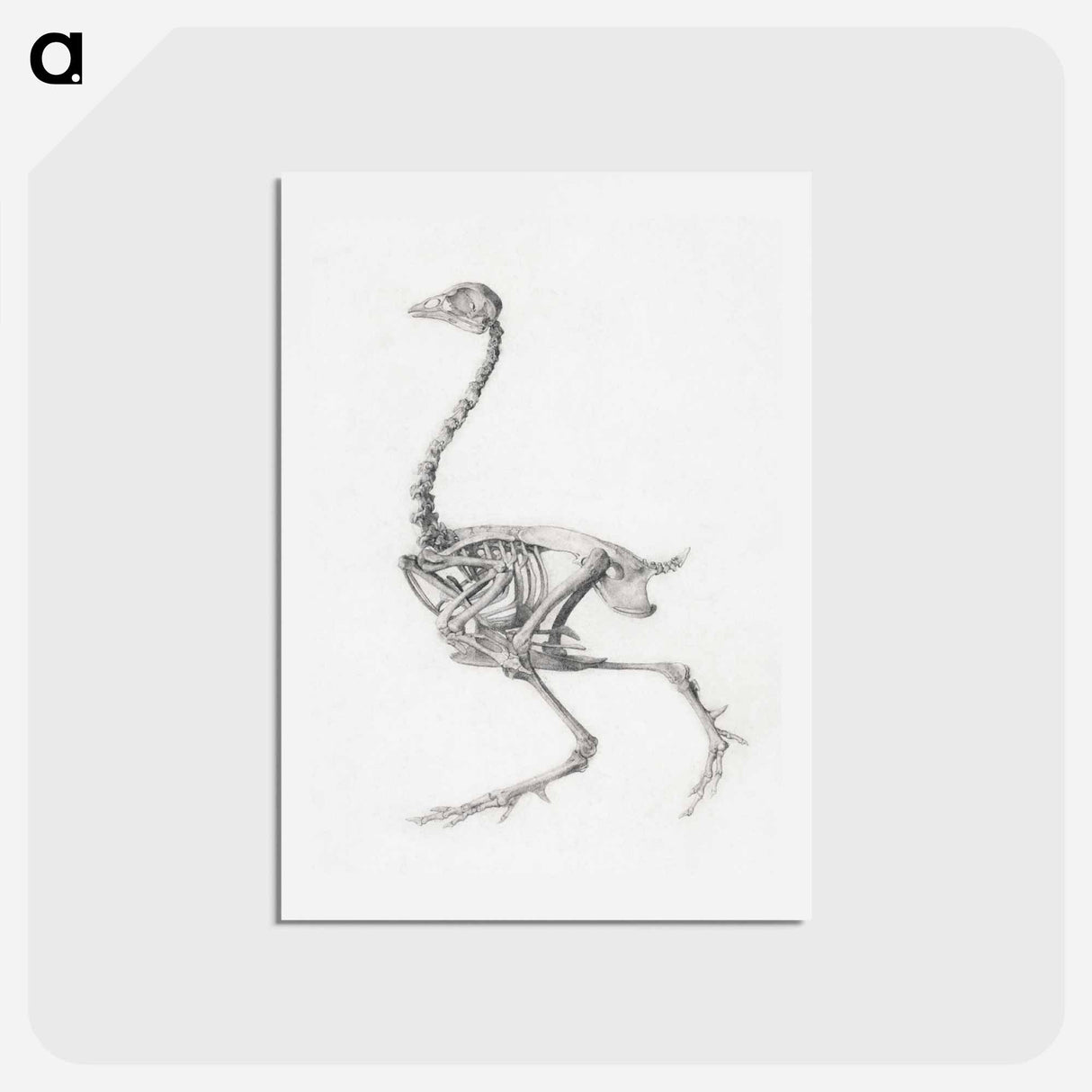 アートポストカード-Fowl Skeleton, Lateral View
 - ジョージ スタッブス Postcard.