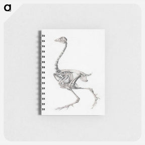アートメモ帳-Fowl Skeleton, Lateral View
 - ジョージ スタッブス Memo.
