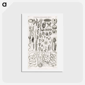 アートポストカード-Animated Nature: Creatures
 - ゴールドスミスの生き生きとした自然 Postcard.