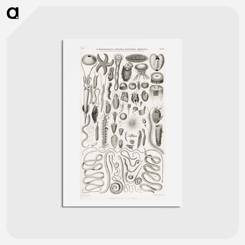 Animated Nature: Creatures
 - ゴールドスミスの生き生きとした自然 Postcard.