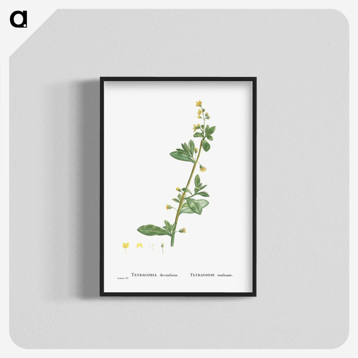 2-14_Histoire-des-Plantes-Grasses_blk-crop