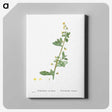 2-14_Histoire-des-Plantes-Grasses_canvas