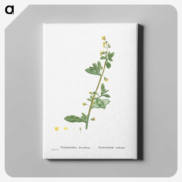 2-14_Histoire-des-Plantes-Grasses_canvas