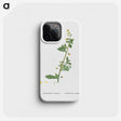 2-14_Histoire-des-Plantes-Grasses_phone