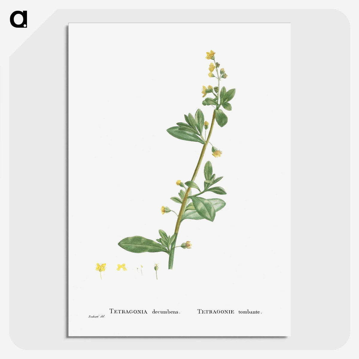 2-14_Histoire-des-Plantes-Grasses_picture-crop