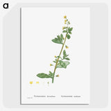 2-14_Histoire-des-Plantes-Grasses_picture-crop