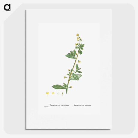 2-14_Histoire-des-Plantes-Grasses_picture