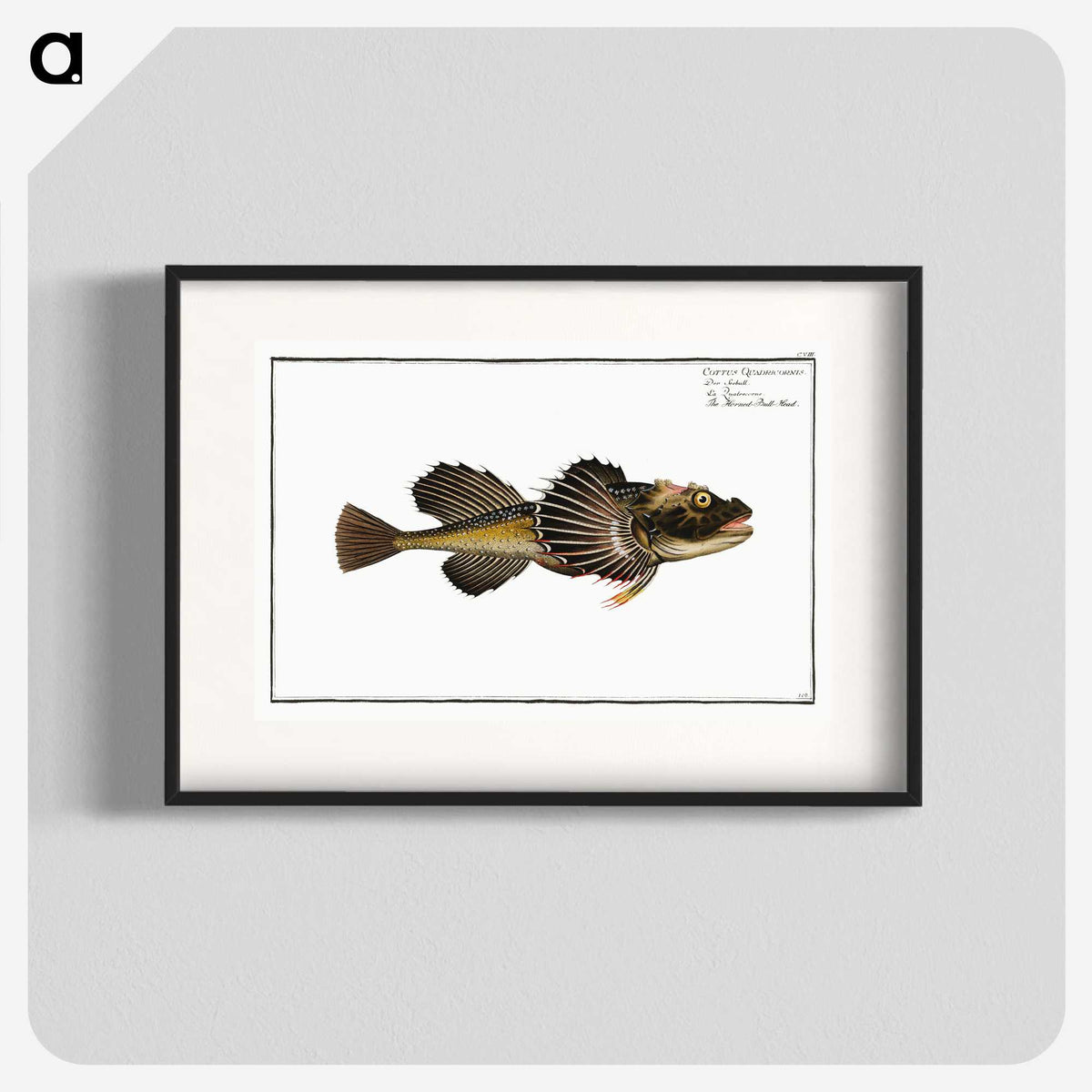 2-14_Ichtyologie-ou-Histoire-naturelle_blk