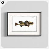 2-14_Ichtyologie-ou-Histoire-naturelle_blk