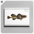 2-14_Ichtyologie-ou-Histoire-naturelle_canvas