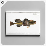 2-14_Ichtyologie-ou-Histoire-naturelle_canvas