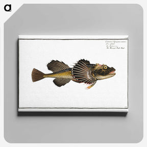 2-14_Ichtyologie-ou-Histoire-naturelle_canvas