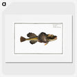 2-14_Ichtyologie-ou-Histoire-naturelle_picture