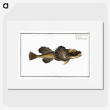 2-14_Ichtyologie-ou-Histoire-naturelle_picture
