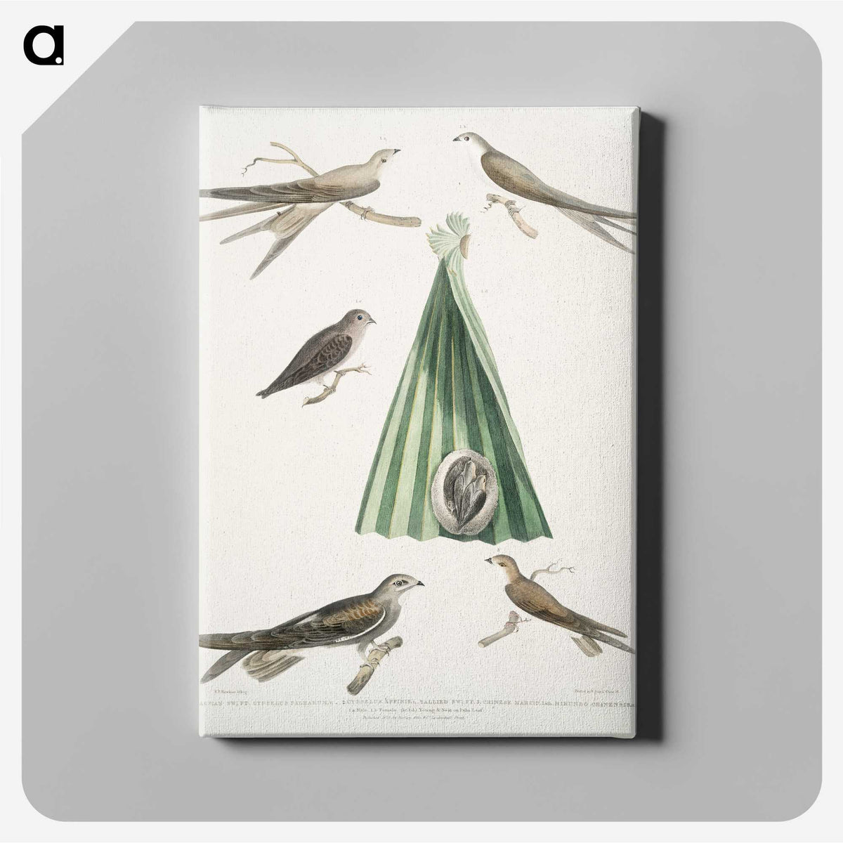 2-14_Indian-Zoology_canvas