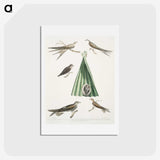2-14_Indian-Zoology_hagaki